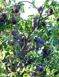 Santa rosa plum trees are a hardy variety with a hefty height potential. Dwarf Santa Rosa Plum Tree Seedling Ckkproductsllc