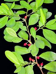 Image result for Erythroxylum emarginatum
