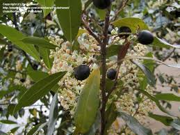 The common names of p. Plantfiles Pictures Carolina Cherry Laurel Prunus Caroliniana By Paulwhwest