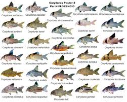 Cory 2 Peces De Agua Dulce Para Acuario Peces De Acuario Peces De Agua Dulce