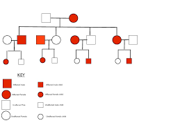 Huntington Pedigree Chart