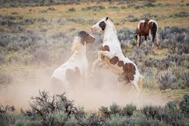 America's disappearing wild horses by laura moretti. 5 Places In The U S Where You Can See Wild Horses