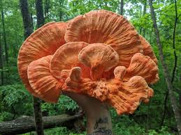 Chanterelle (cantharellus) is bright yellow to orange and found from june to september under hardwood trees, especially oak, and under hemlock, which is its favorite host in ohio.photo courtesy of b. Appalachian Experience Hunting Edible Medicinal Mushrooms Online Swannanoa Valley Museum History Center