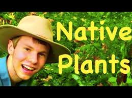 Wild Sea Bean (Salicornia spp.)