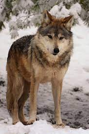 Mexican Wolf Mexican Wolf Wolf Photography Wolf Dog
