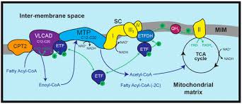 Image result for MCAD Deficiency