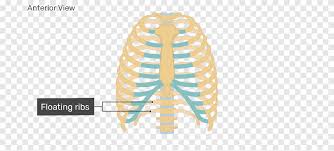 Topographic anatomy and operative surgery of the abdomen. Rib Cage Human Skeleton Human Body Anatomy Floating Ribs Png Pngegg