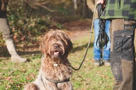 Both parents are kc registered and can be seen. Korthals Griffon 23 Things To Know About This Increasingly Popular Breed