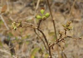 Image result for Cordia sinensis