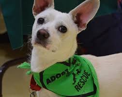 The volunteer you are in touch with is your point person. Double Dog Rescue All Breed Dog Rescue In New England