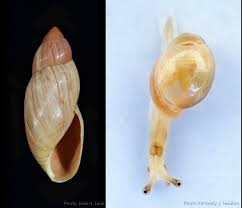 Image result for Wolffiella repanda