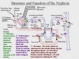 Image result for Renal Function