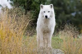 The only right place to download wolf wallpapers in 4k(ultra hd) full free for your desktop backgrounds. White Wolf Wolves Wallpapers Hd Desktop And Mobile Backgrounds