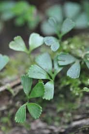 Image result for Elaphoglossum kivuense