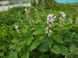 Image result for Crotalaria vasculosa