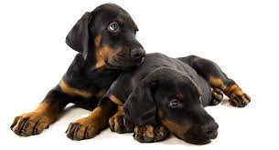 But besides the cost of the puppy, there are many other. Best Food For Doberman Puppy Growth And Development