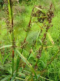 Image result for Scleria rehmannii