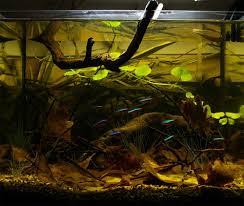 Pin On Aquarium Keeping