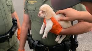 Petland jacksonville is a local pet store that has been operating for over 8 years in jacksonville, florida. Puppy In Crime Deputies Take Man Dog Into Custody In Theft