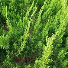 Image result for Cupressus funebris