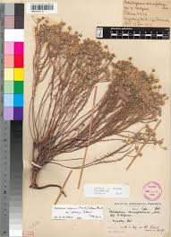 Image result for Helichrysum asperum