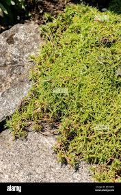 Image result for Aeollanthus subacaulis