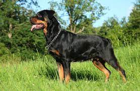 Join our amazing #rottweiler community! Rottweiler Charakter Und Wesen Rottweiler De