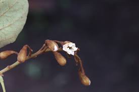 Image result for Piliostigma thonningii