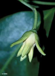 Image result for Artabotrys likimensis