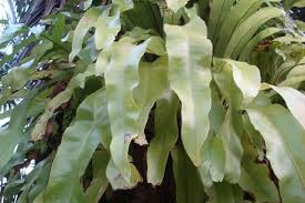 Image result for Microsorum punctatum