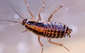 In order to get rid of cockroaches inside the refrigerator, set the lower temperature since roaches. Blog German Cockroach Do S Don Ts In Hattiesburg