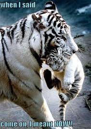 Animal Humor Photo Tiger Funny Animals Beautiful Animals Wild Like Animals