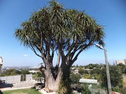 Image result for Aloidendron barberae