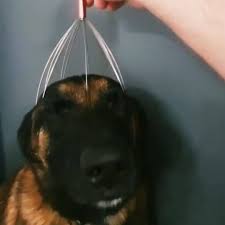 Doge wallpaper 1920x1080 (87+ images). Ladbible You Made It Funny Dogs 3 Facebook