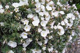 Image result for Convolvulus goyderi