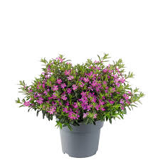 Image result for Cuphea hyssopifolia