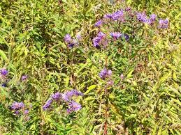 Image result for Aster chimanimaniensis