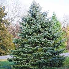 Highest quality trees as featured on tv and voted #1 in realism. Colorado Blue Spruce Tree On The Tree Guide At Arborday Org