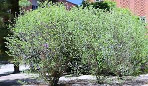 Grows to 20' to 30', 30' spread. Growing Cercis Canadensis Var Mexicana Mexican Redbud