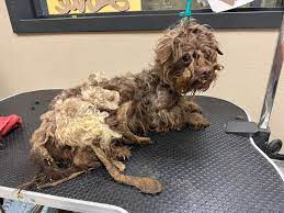 We had the ability to change 16... - Noble Kennels Pet Resort | Facebook