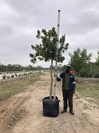 Image result for Syzygium cordatum