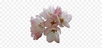 Vaso di fiori png transparent images download free png images, vectors, stock photos, psd templates, icons, fonts, graphics, clipart, mockups, with transparent background. Flowers Almond Tree White Free Image On Pixabay Fiori Di Mandorlo Png Almond Transparent Free Transparent Png Images Pngaaa Com