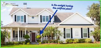 We did not find results for: Caring For Your Artificial Plants During The Sunniest Months My Almost Green Thumb