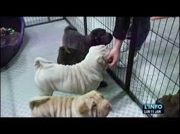 Une dizaine d'éleveurs sont présents pour faire connaître leurs races de chiens et de chats. Le Salon Du Chiot Et Du Chaton 2015 Au Mans Youtube