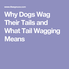 Why Do Dogs Wag Their Tails Dogs Dog Body Language Wags