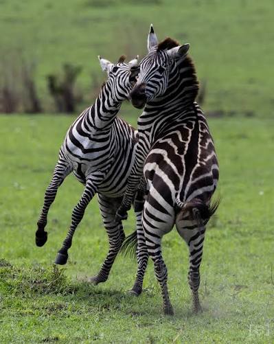Tag, you're it! Post a wildlife shot @victor_jsts . . #asalviphotography  #safari #zebra #tagyoureit #kenya