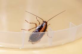 Diskutiere braune kleine käfer in wohnung? Kleine Braune Kafer Die 5 Haufigsten Arten