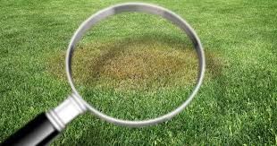 What is the easiest way to grow grass? Fix Patchy And Thinning Lawns Scotts Australia