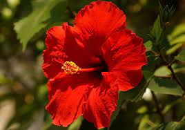 Hibiscus Rosa Sinensis Flowers Of Colombia Hibiscus Rosa Sinensis Flowers Hibiscus