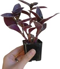 Image result for Tradescantia pallida